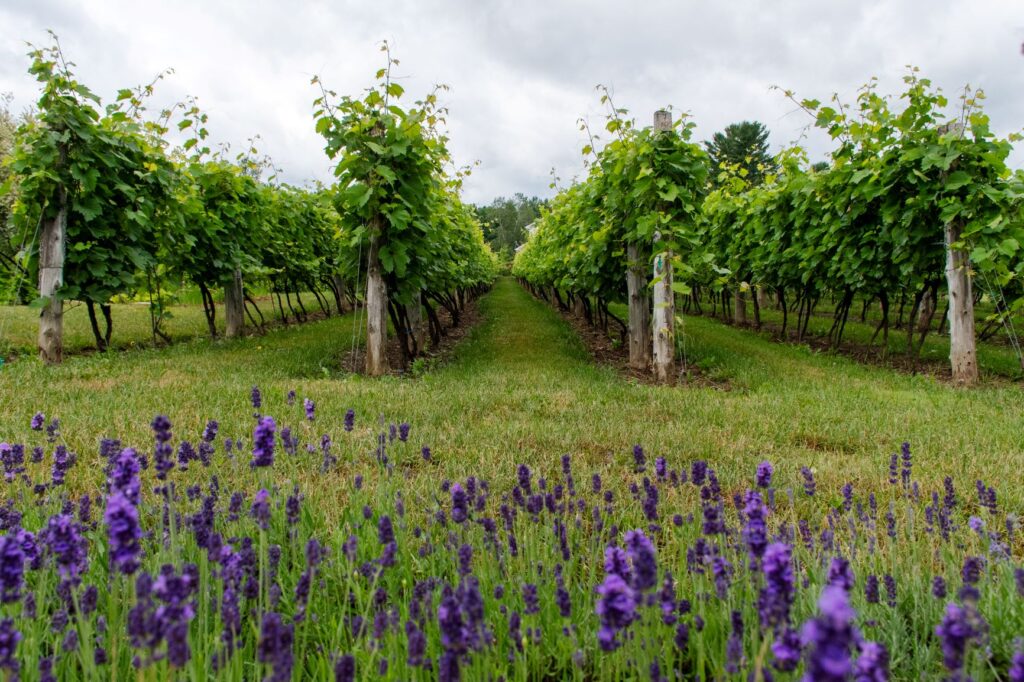 vineyard in Brome-Missisquoi in the Eastern Townships in Quebec