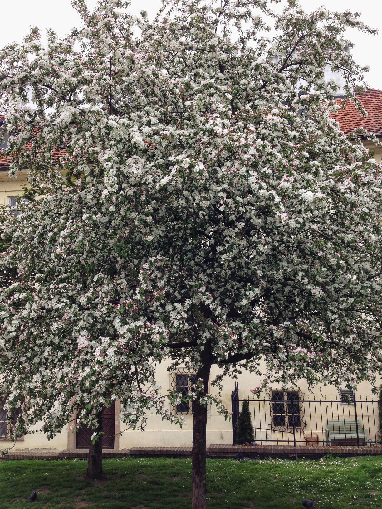 Spring tree found in Prague’s Historical Quarters: Jewish Quarter