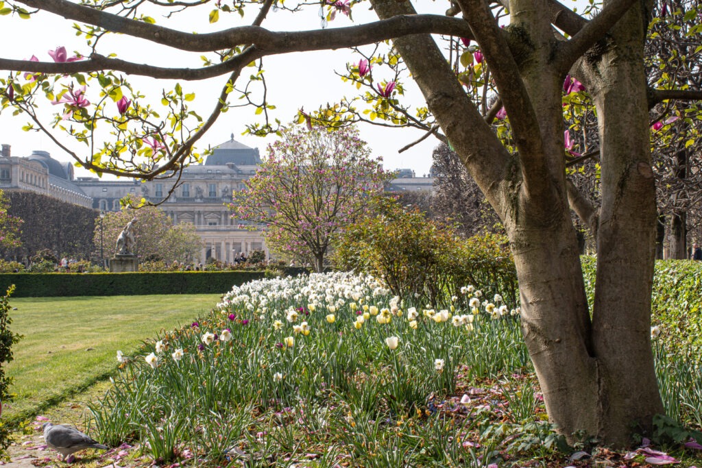 cherry tree, spring flowers and palace in hidden gardens in Paris