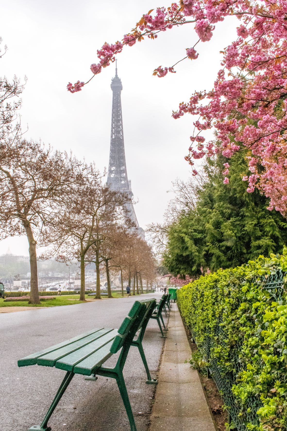 Eiffel Tower with pink blossom branches
