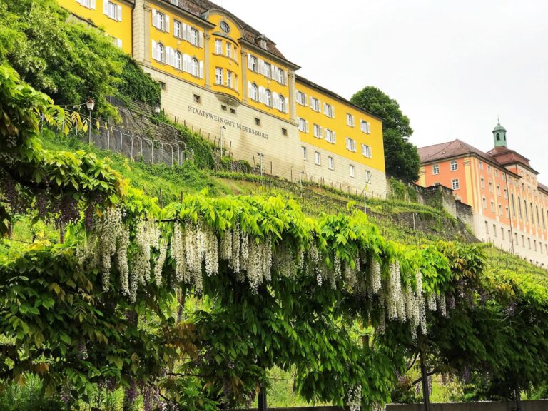 yellow building with white wisteria flowers on side of hill