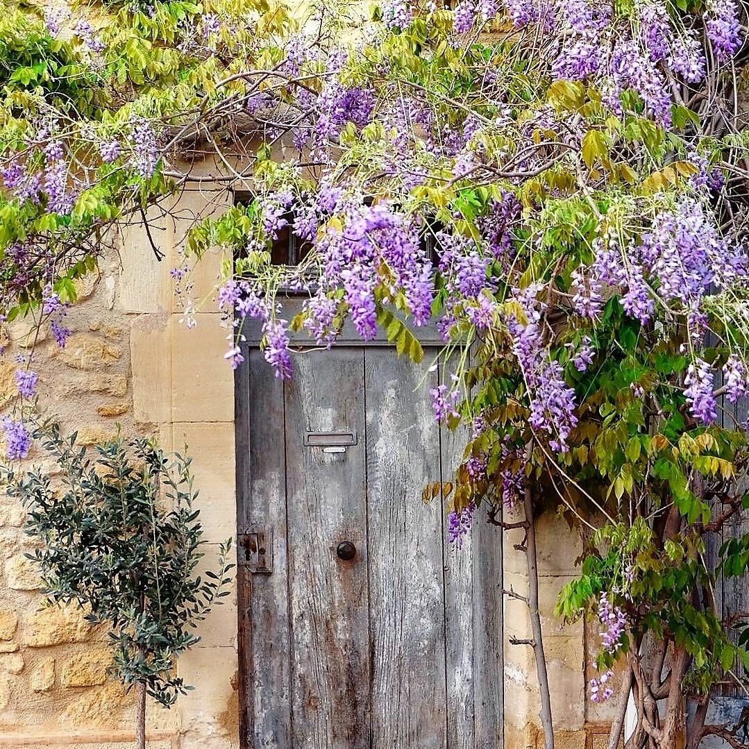 blue weathered door with purple whisteria