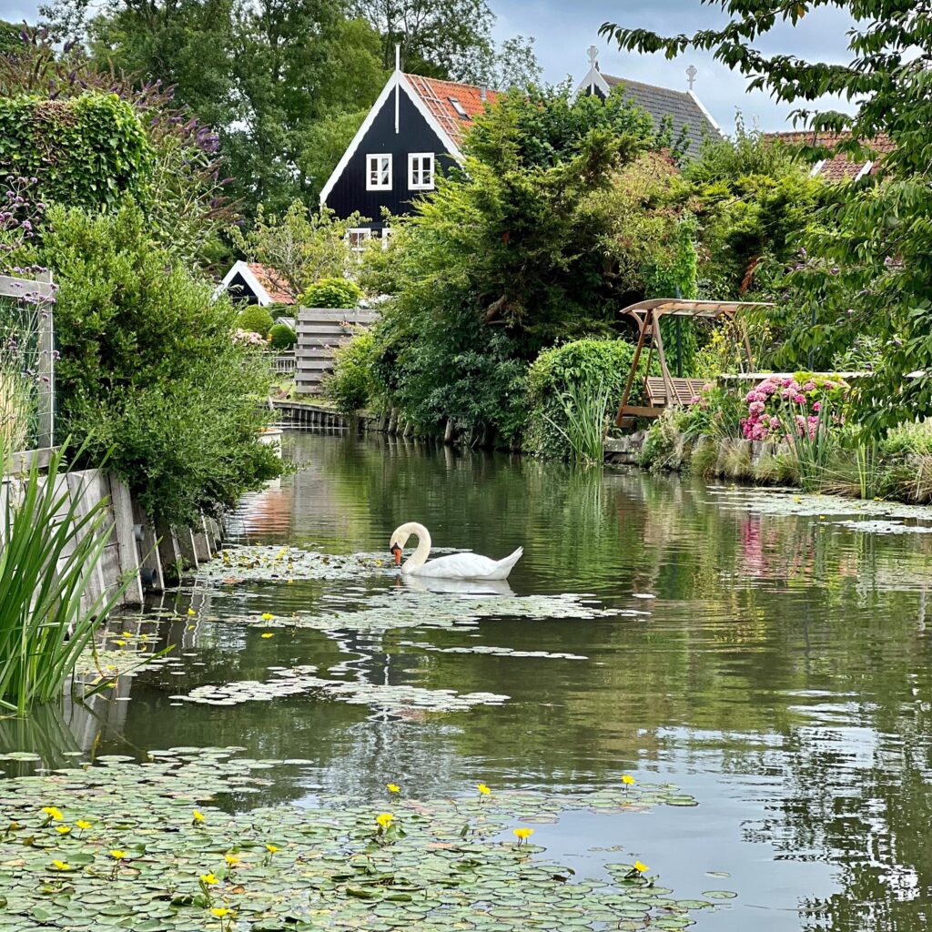 canal, swan and house in amsterdam countryside in netherlands