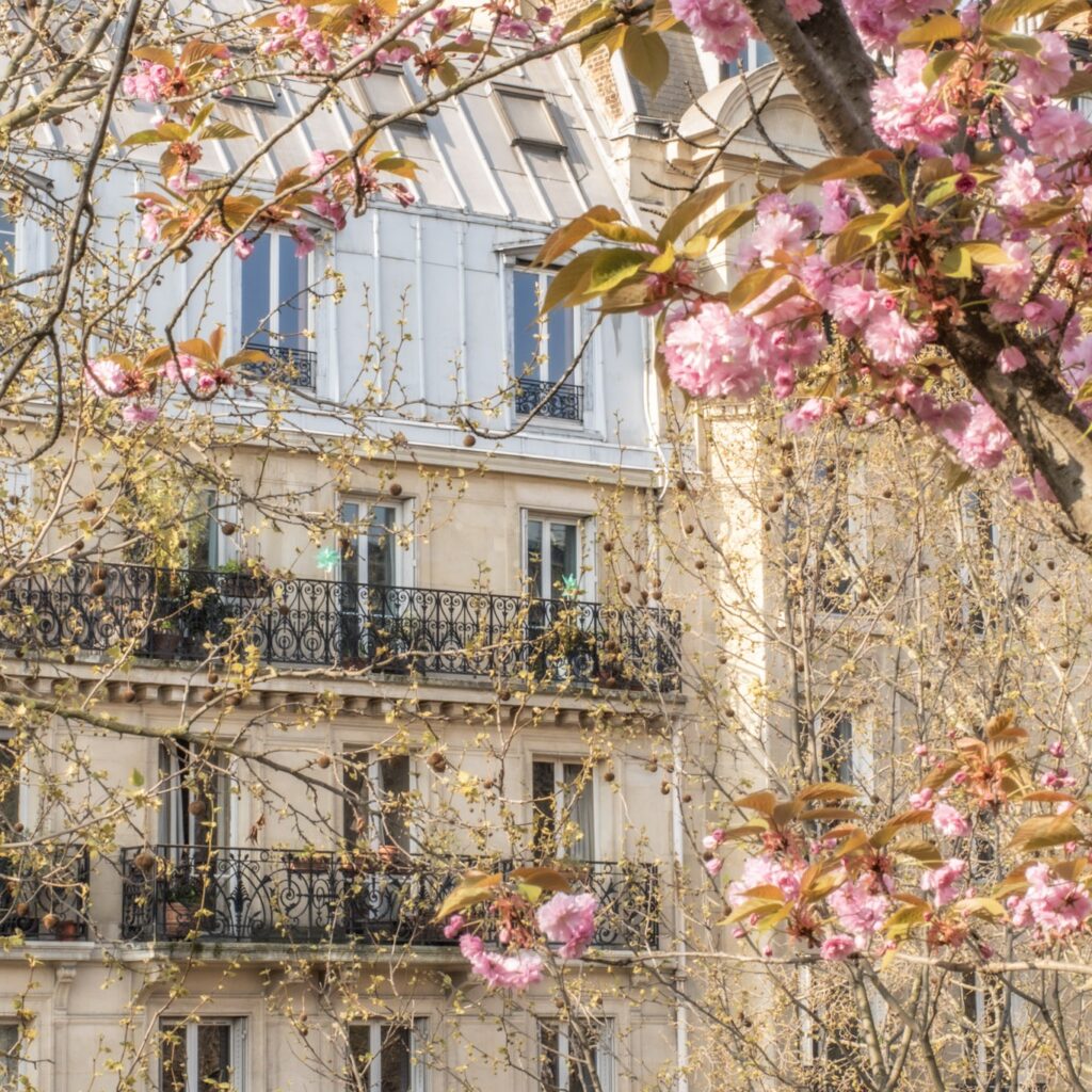 with elegant paris architecture in the background, pink cherry blossom branches from it