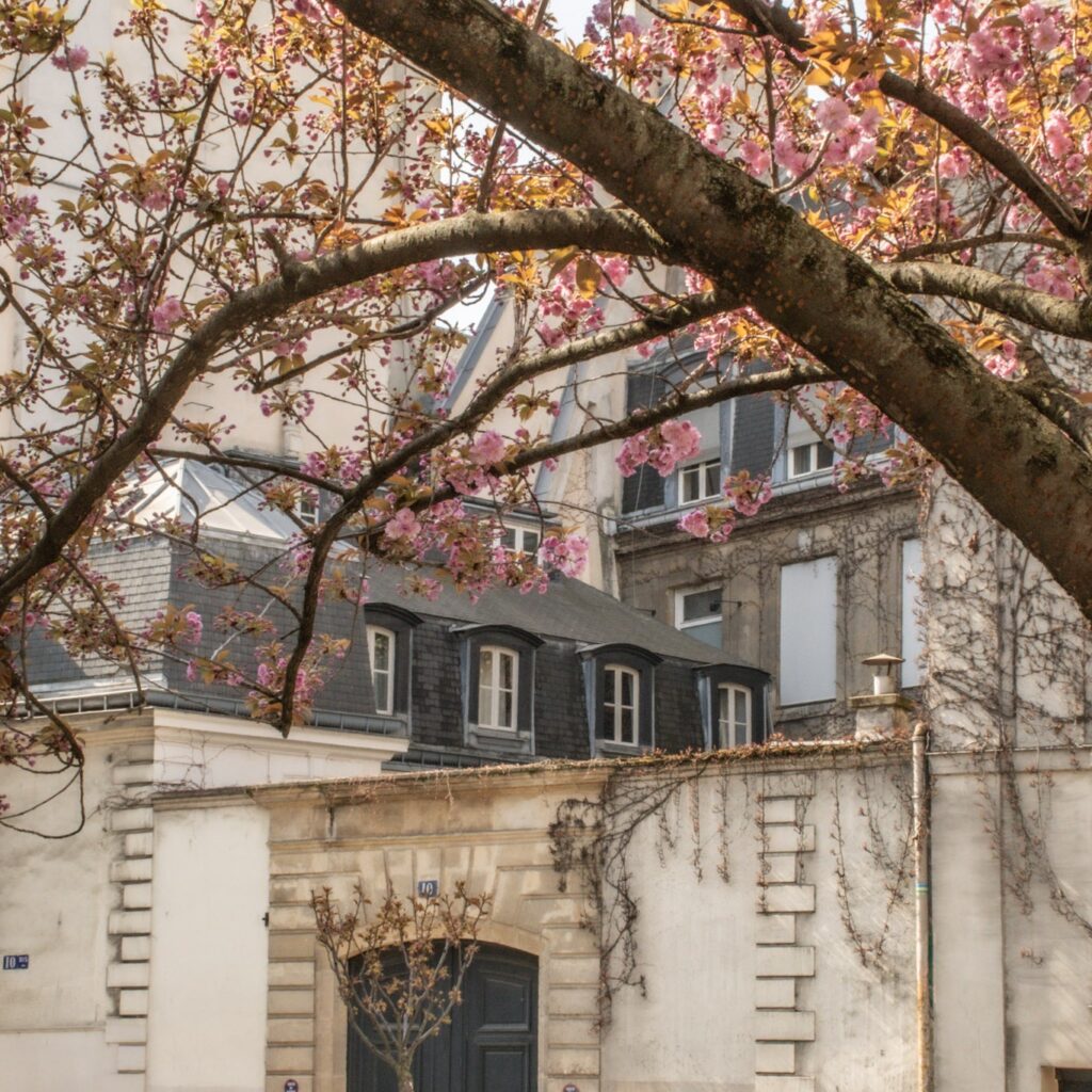 with elegant paris architecture in the background, pink cherry blossom branches from it