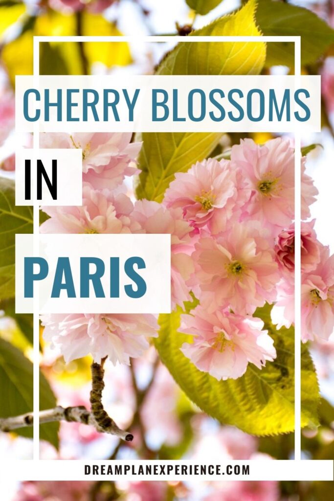 pink cherry blossom tree in paris