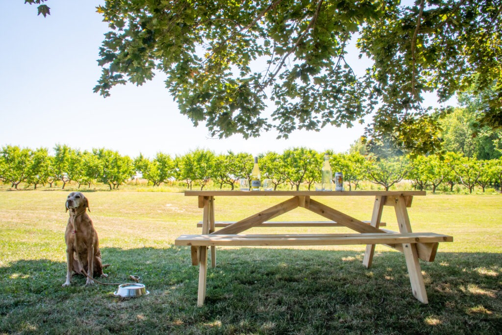 picnic table, dog at pet friendly wineries niagara