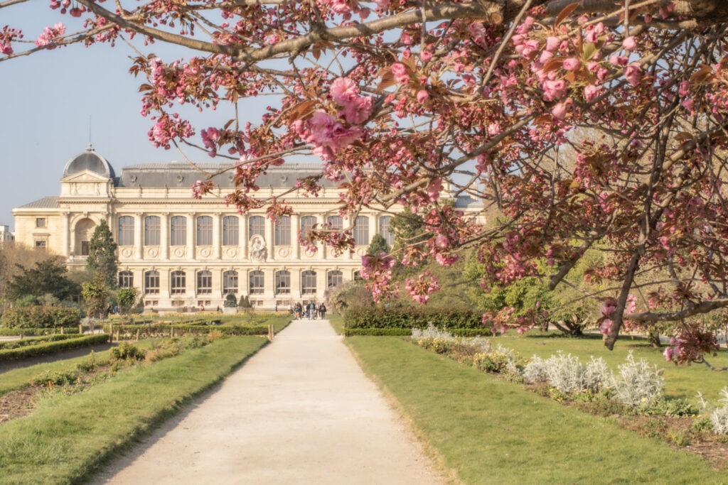 pink cherry blossom branches in the foreground with elegant building with gravel path at one of the famous parks in Paris to visit