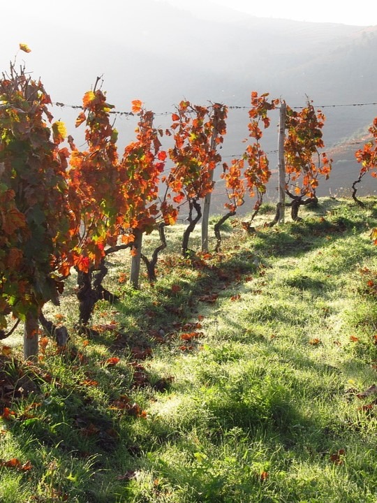 vineyards on douro valley wine tour