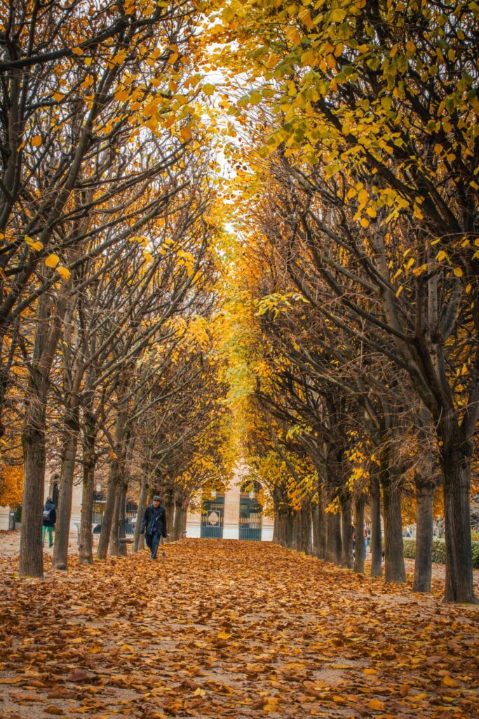 leaves with tree canopy in autumn in paris when planning a paris trip