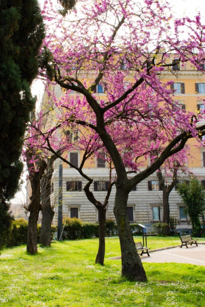 pink blossom tree at rome gardens