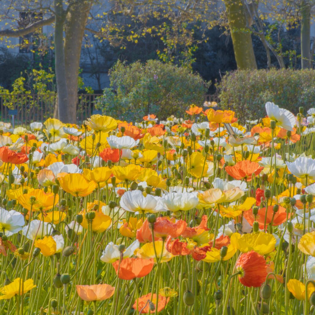 field of flowers in garden on what to do alone in paris