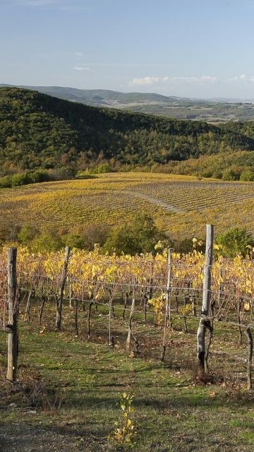 countryside winery on florence vs siena day trip