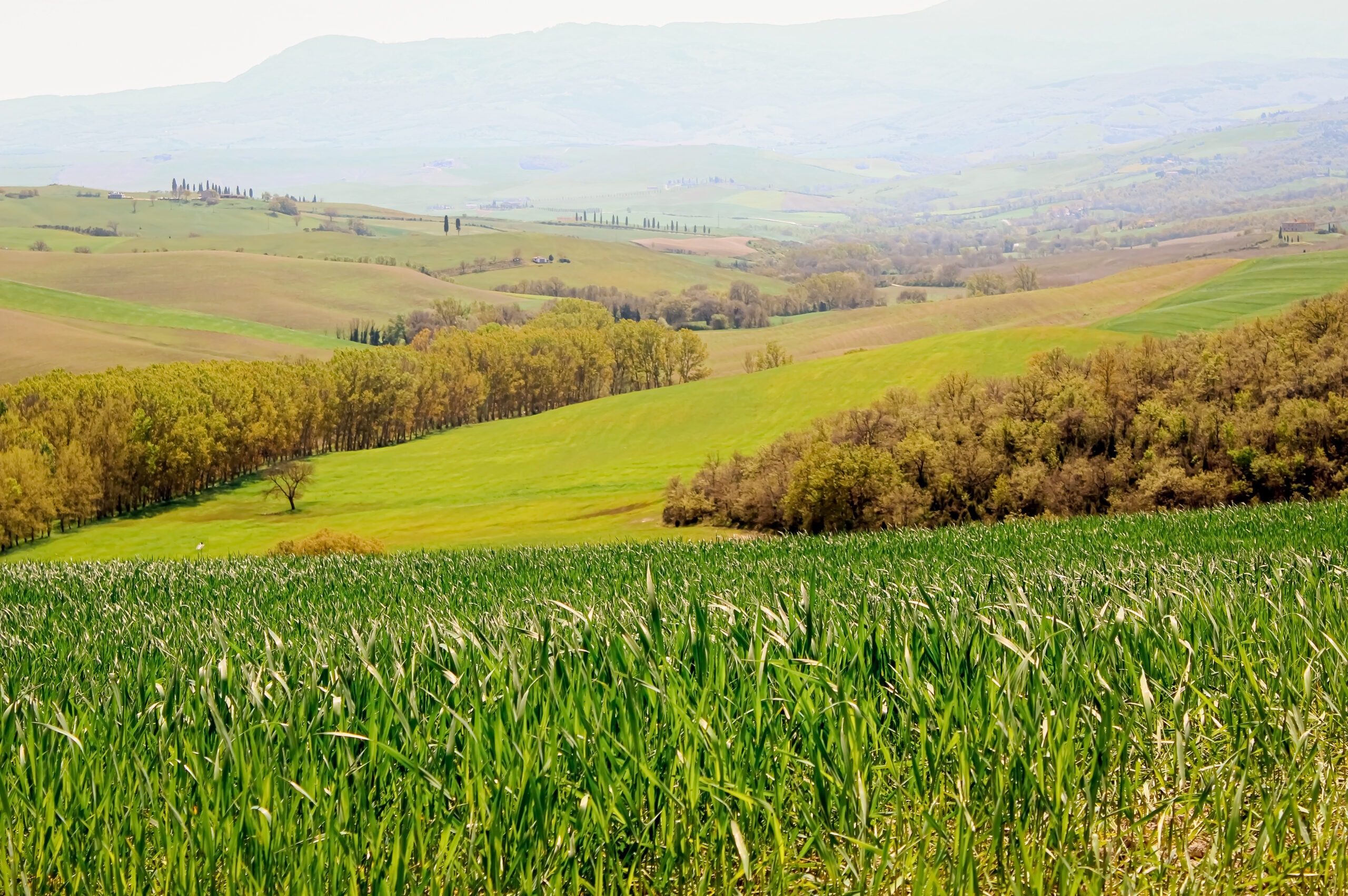 grassy rolling hills on tuscany wine tours