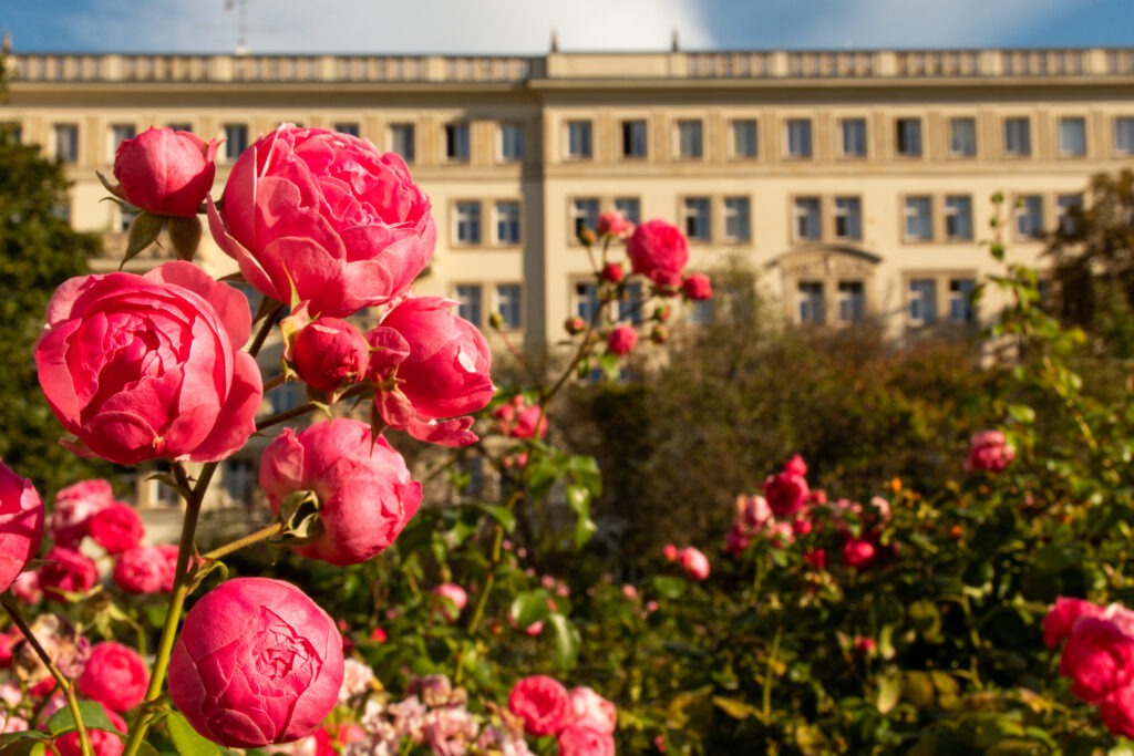 pink roses and building when touring east vs west berlin