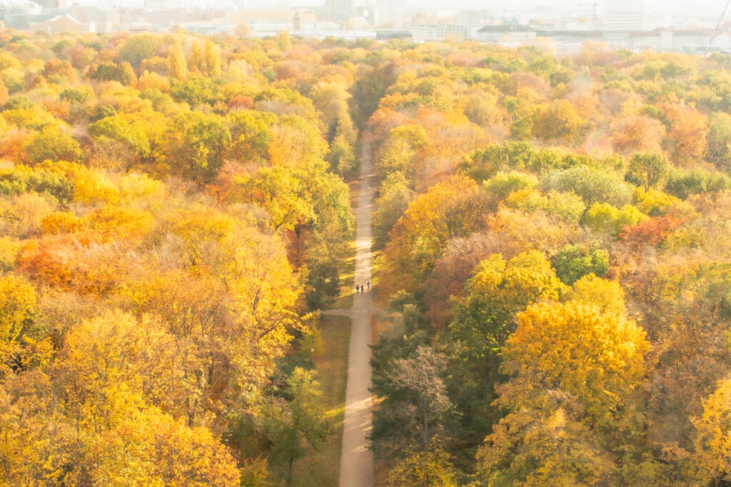 overhead view of trees in autumn in berlin's tiergarten park