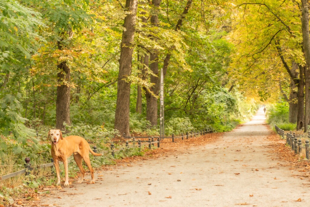 dog in famous park in berlin called tiergarten with tall trees 