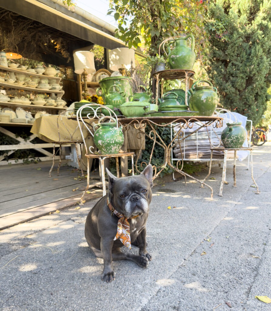 Black French bulldog sitting outside an antique shop displaying vintage garden furniture and green glazed pottery in L’Isle-sur-la-Sorgue.