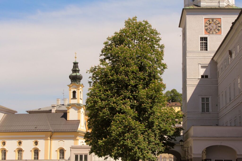 buildings with green tree in Old town of Salzburg