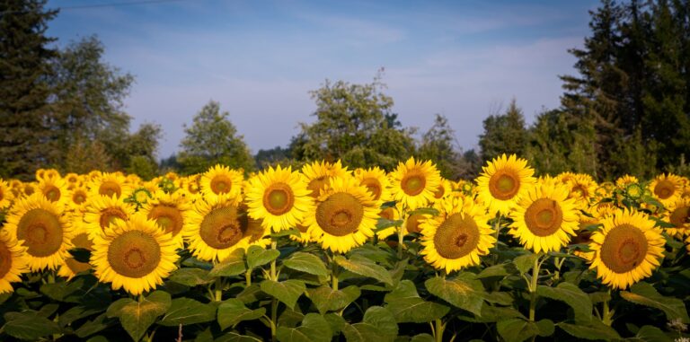 field of sunflowers in Creemore Ontario