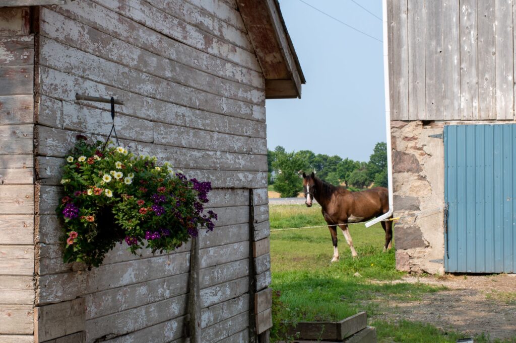 horse, barn in eastern townships canada