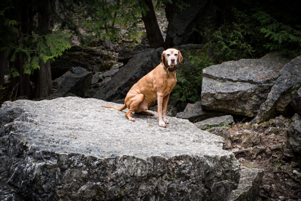 brown dog on rock in elora ontario