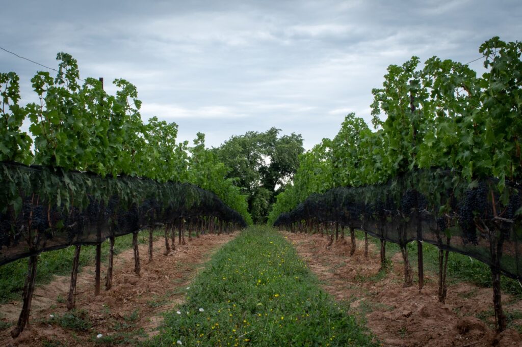 Rows of vineyards at winery in Niagara region