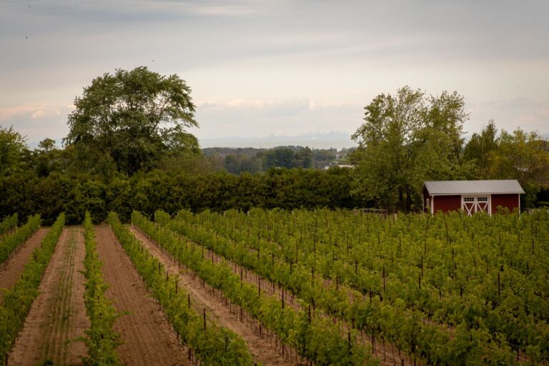 The 5 Best Dog Friendly Wineries Niagara Has to Offer