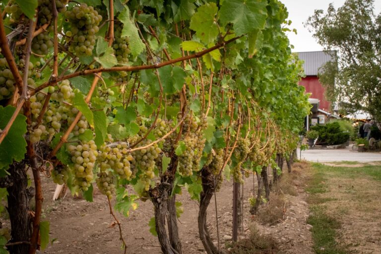 Grapes growing on vines in winery in Niagara Region