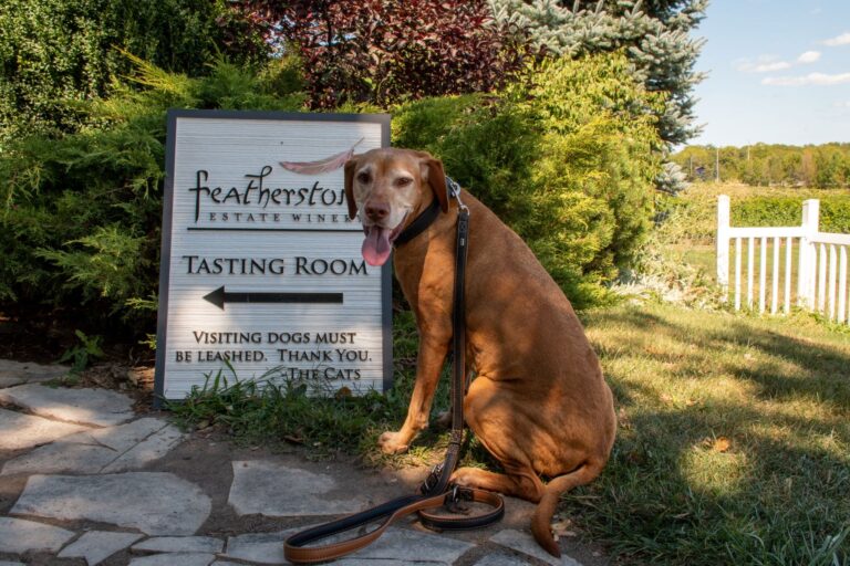 Dog at winery in Niagara Region