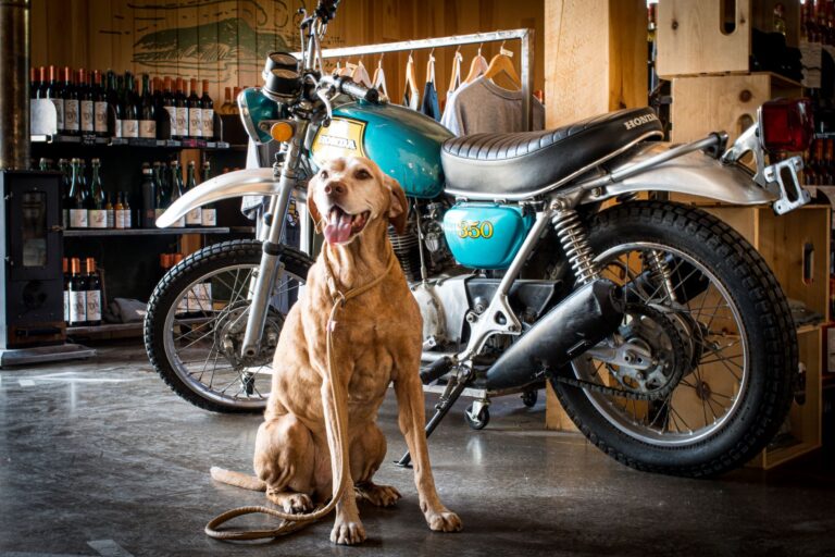 dog in front of motorcycle with wine