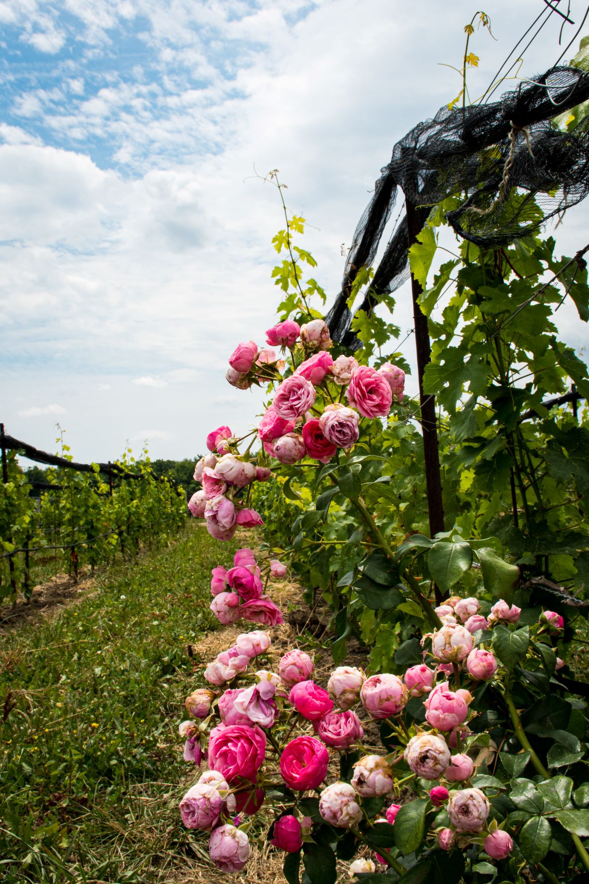 pink roses at vine