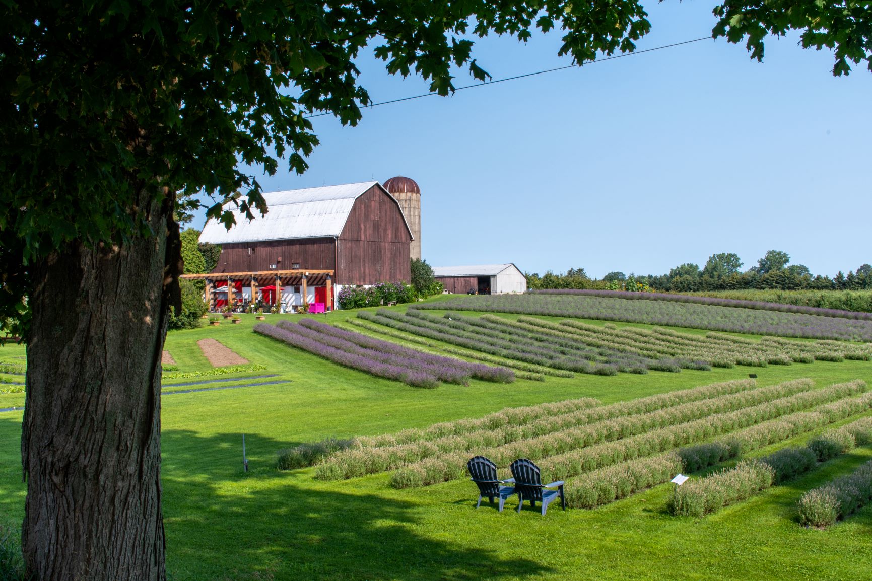 lavender farm in norfolk county