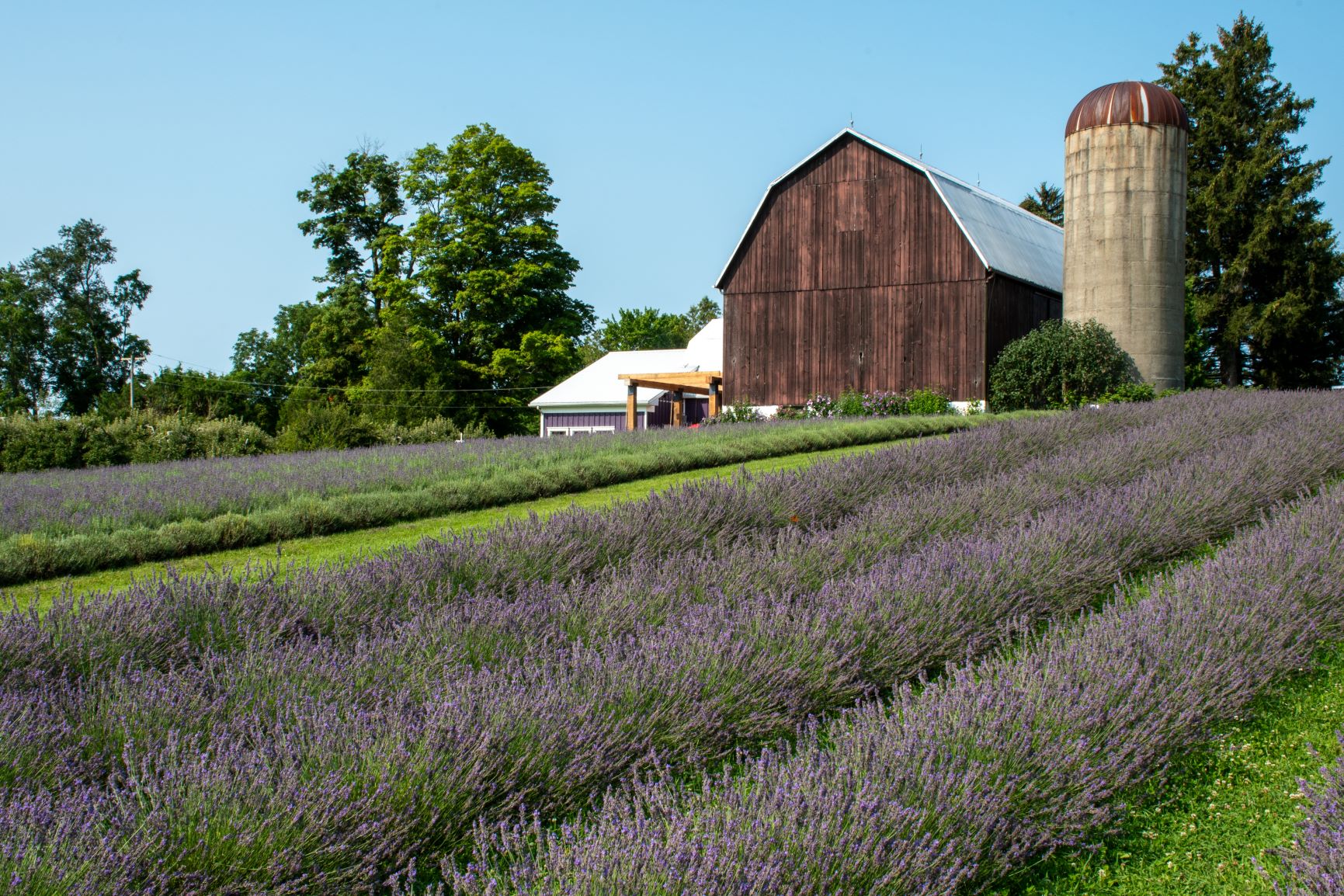 Norfolk County lavender
