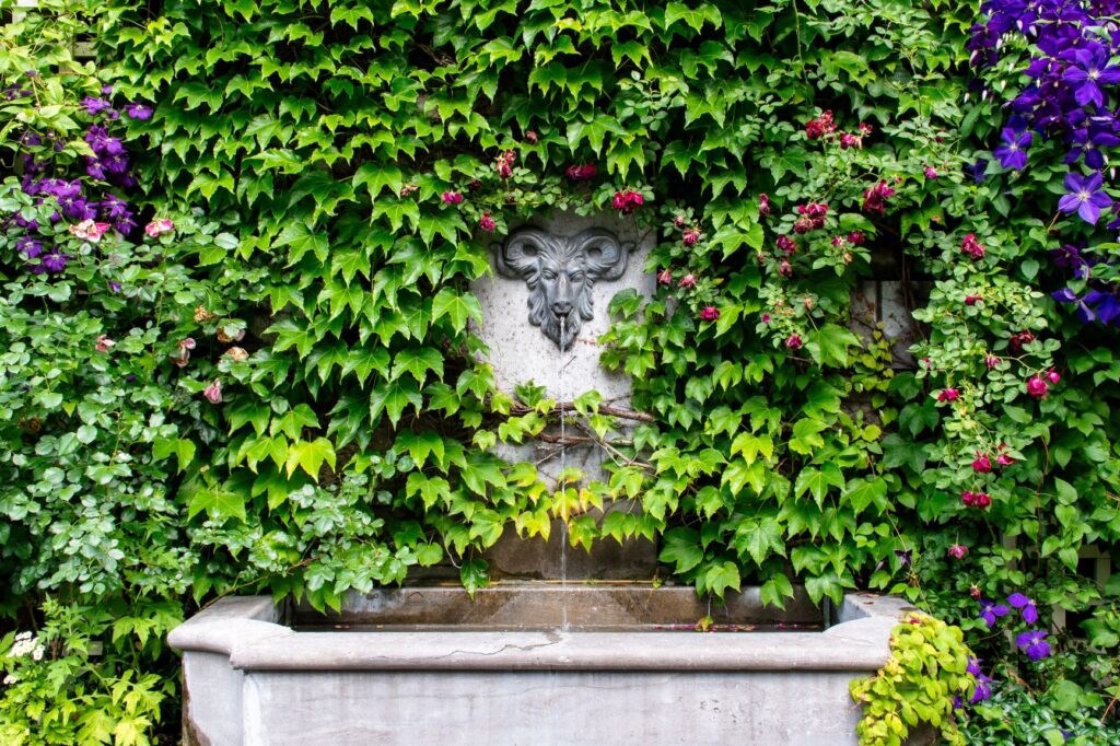 ivy, fountain in old town montreal 