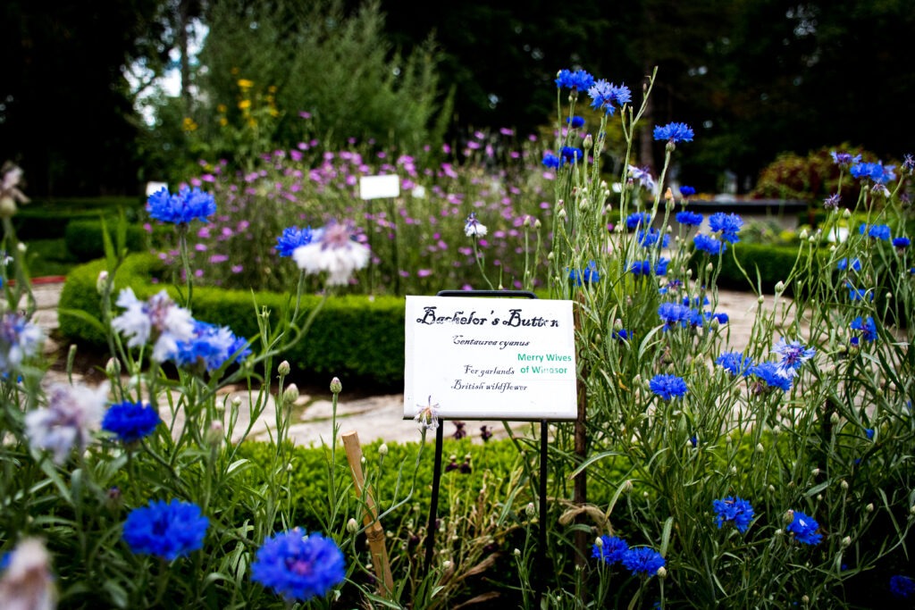 blue wild flowers in places to visit in Stratford Ontario