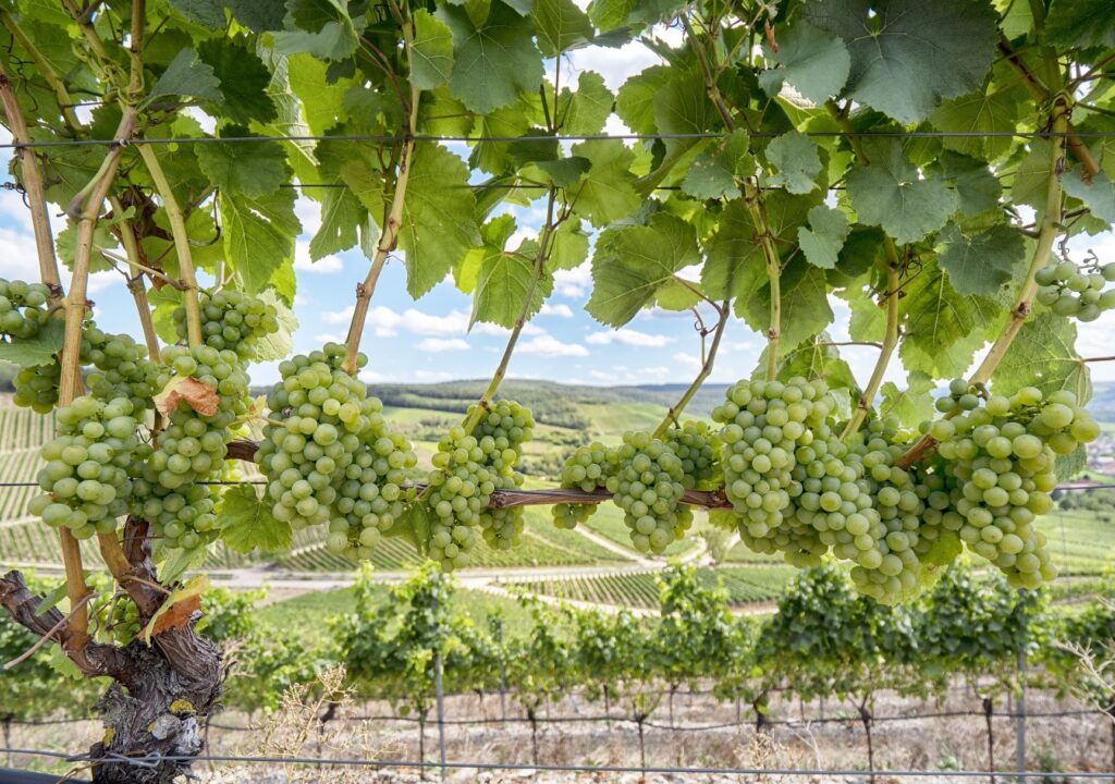 green grape vineyards near best luberon villages in luberon valley france