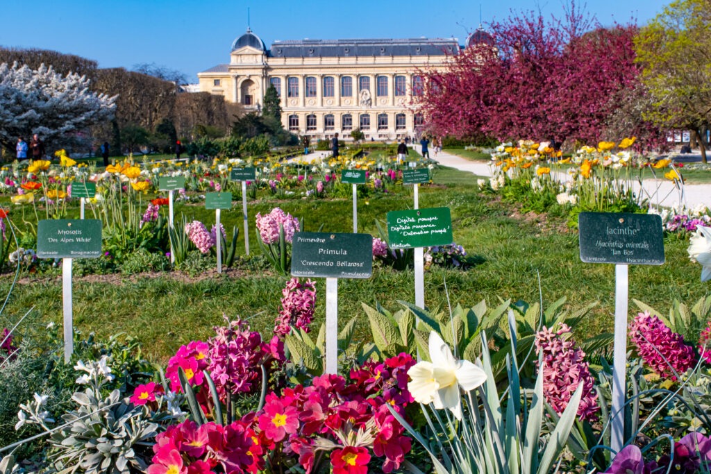 spring flowers in paris park