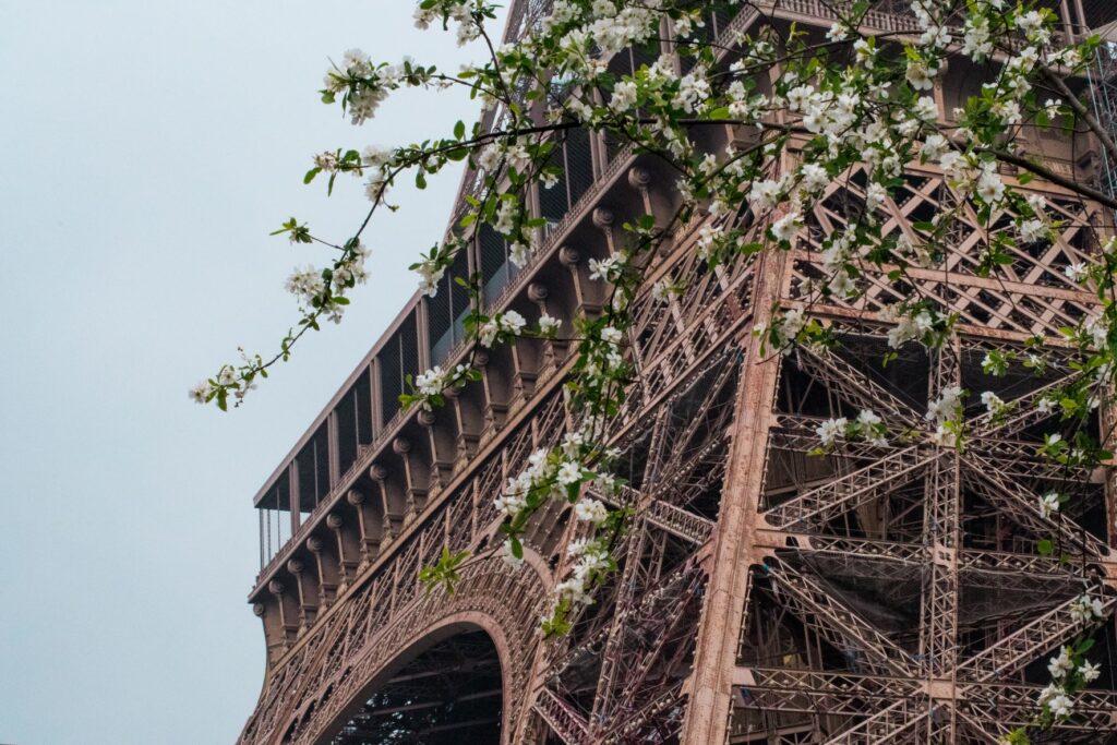 Eiffel Tower with white cherry blossoms in paris
