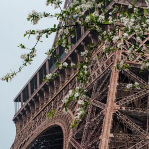 Eiffel Tower with white blooms