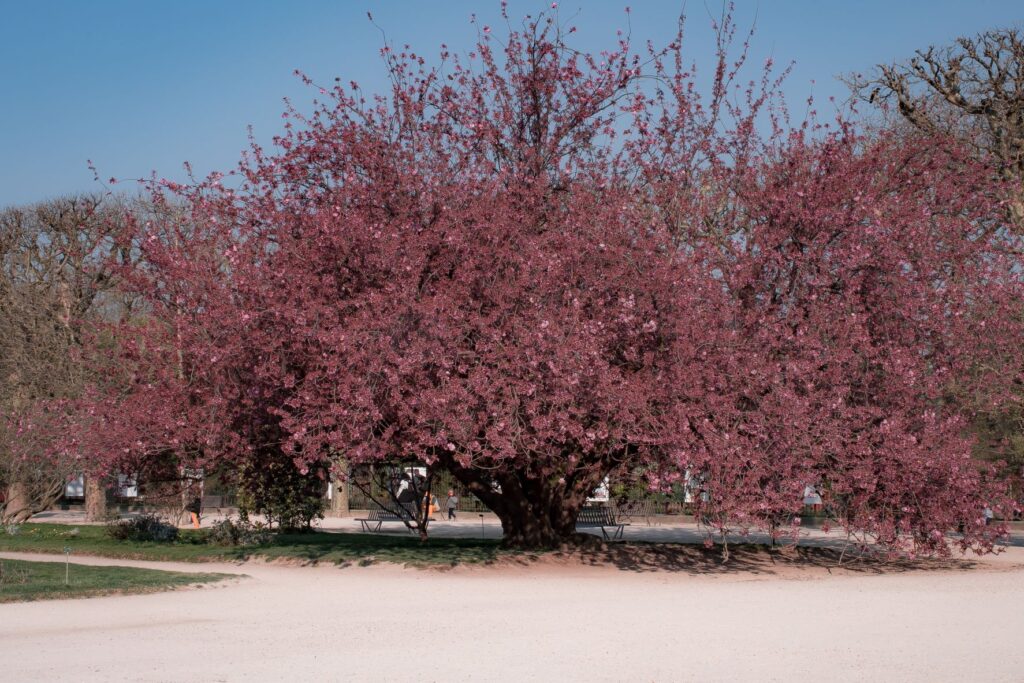 large pink cherry blossom in paris park