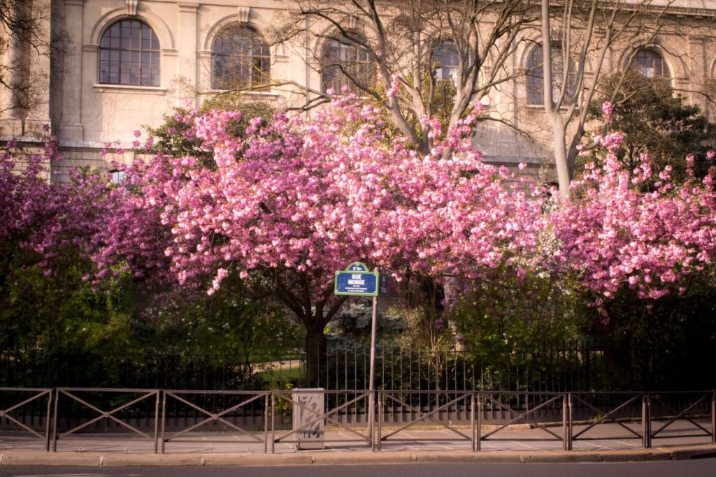 pink cherry trees from paris cherry blossom