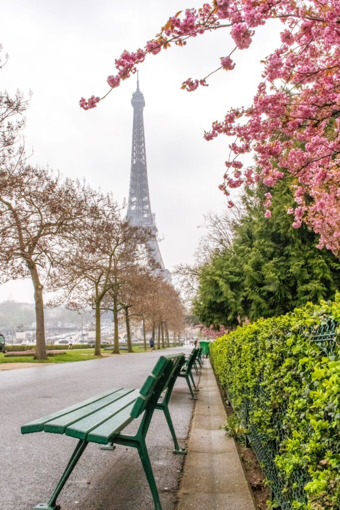 Eiffel Tower cherry blossom with green bench