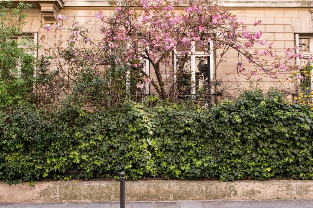 pink cherry blossom paris tree with hedge in front of building