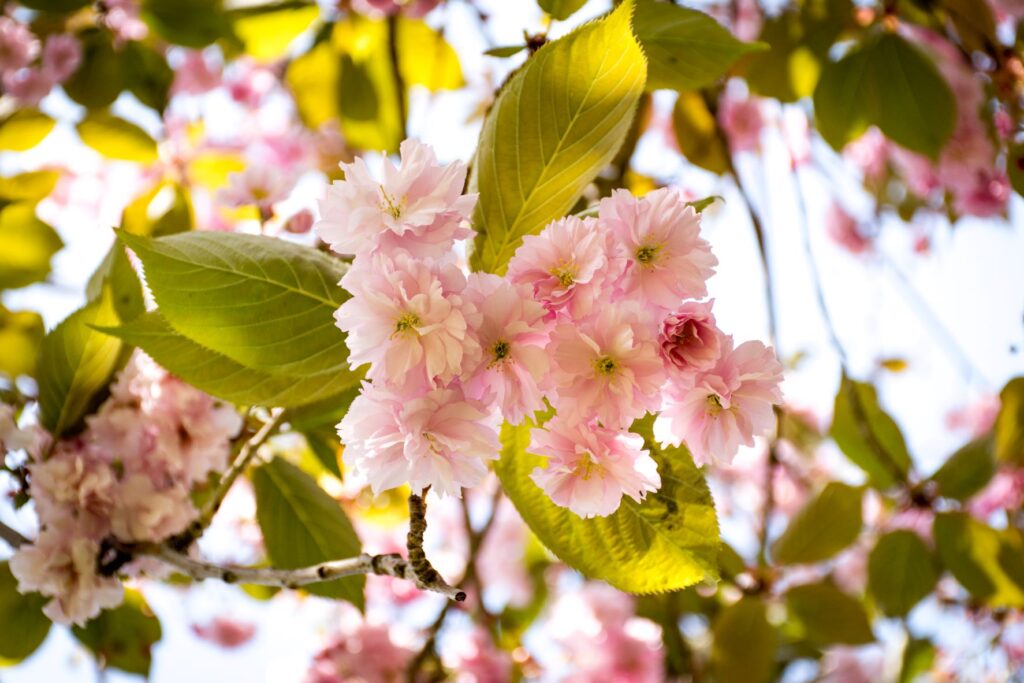 pink cherry blossoms with green leaves
