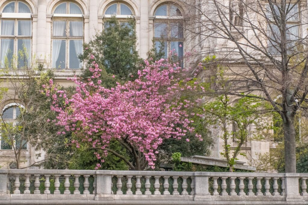pink cherry blossom in paris with stone building 