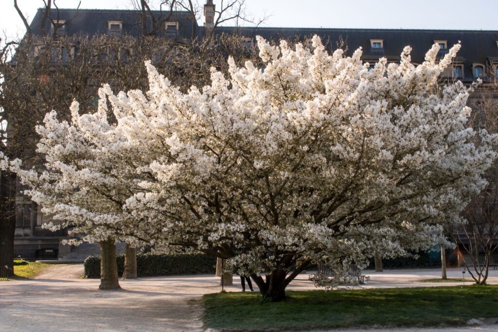 large white cherry blossom paris