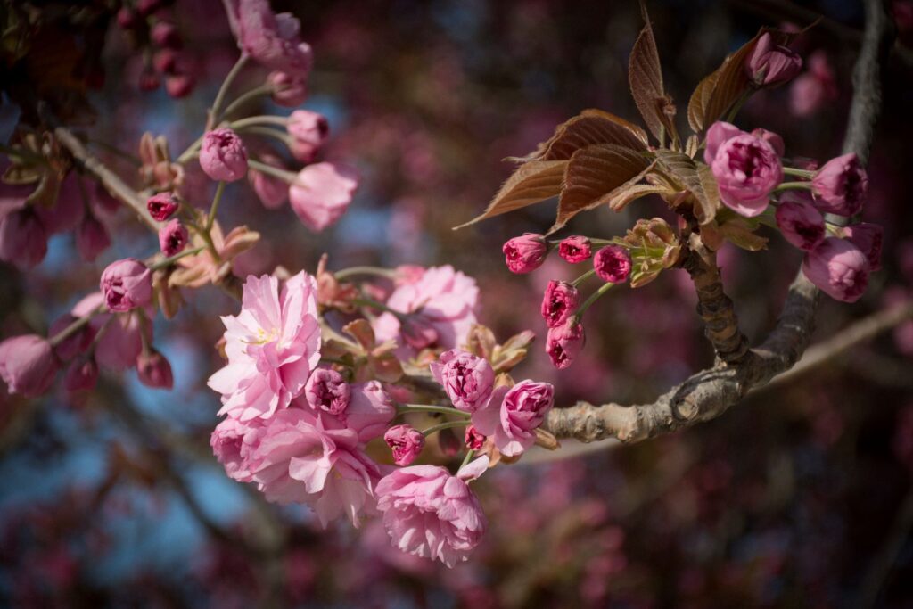 dark pink paris cherry blossom branch