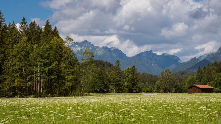 meadow with spring flowers and mountains