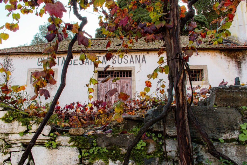 winery in douro valley on wine tasting tour
